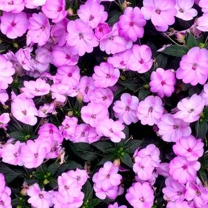 Meet your Posher, Elise